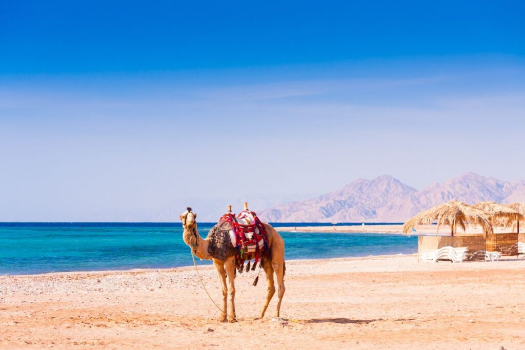 a cemel on the beach, Hurghada, funny photo from Egypt, Hurghada resorts