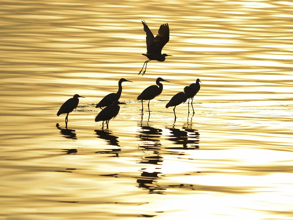 beautiful view for birds at sunset, Fayoum Oasis, Egypt